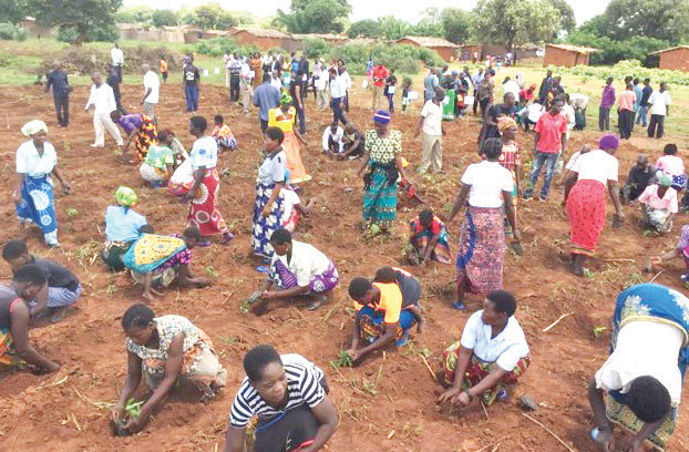 , Tobacco Commission plans tree planting laws