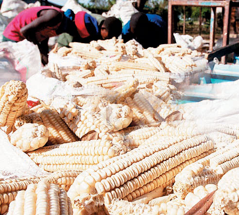 , NFRA procures tonnes of maize