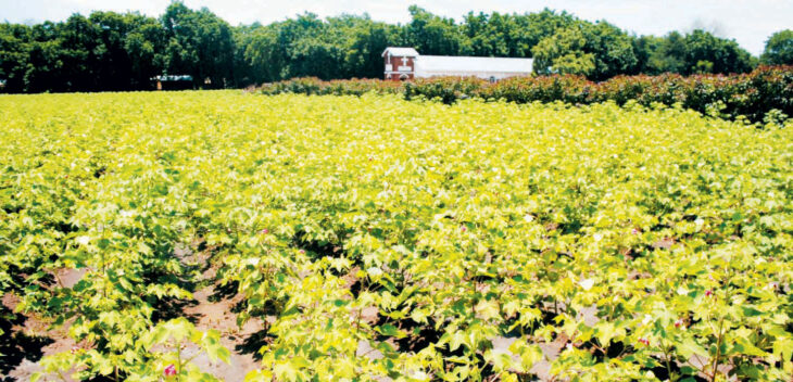 ‘Cotton sector can create 40,000 jobs’