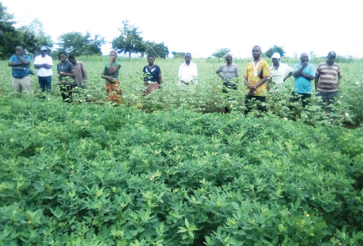 Farmers urged to use quality seeds