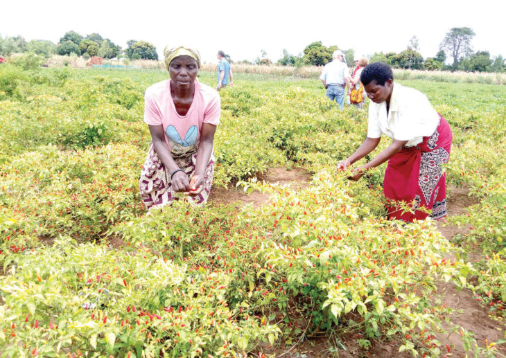 Firm for intensified pepper production
