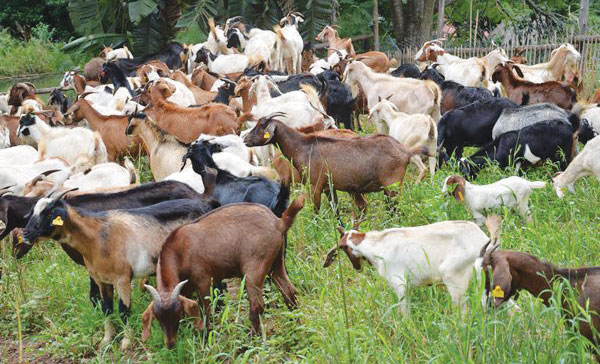 Food woes affect livestock prices