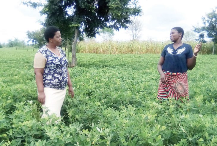 Gold that comes with groundnuts farming