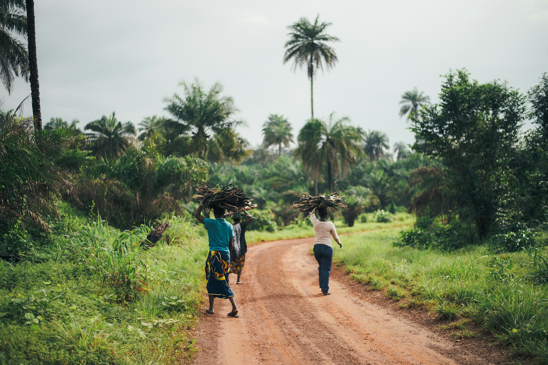 Malawian Women Carrying Trees On Head