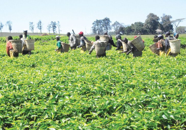 ‘Tea sector on growth path’