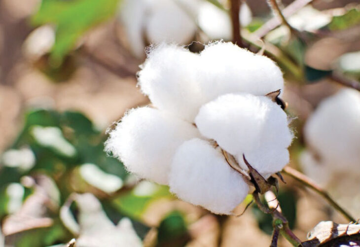 Cotton market starts today - The Times Group Malawi