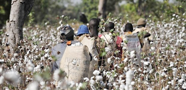 AICC seeks government’s attention in cotton
