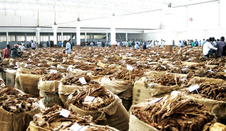 Tobacco prices swell 22% in second week