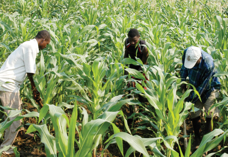 Farmers angry with Admarc - The Times Group Malawi