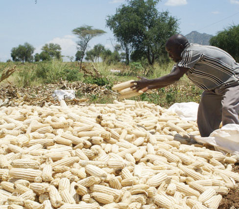 Admarc spends K8.9 billion on maize procurement