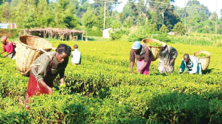 Farmers cry for stable markets