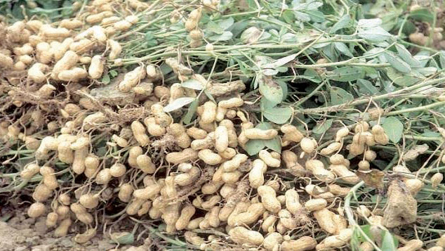 Firm secures groundnuts export market in Kenya