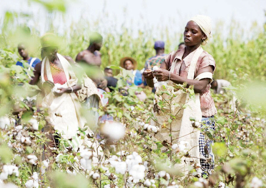 Cotton farmers lament low commodity prices Business Malawi