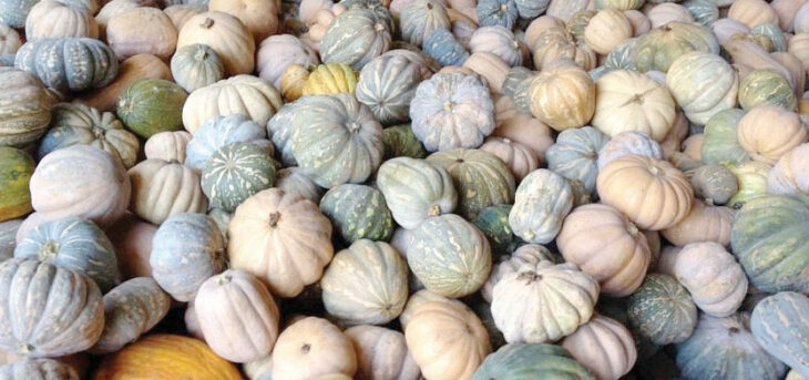 Firm empowers local farmers - The Times Group Malawi