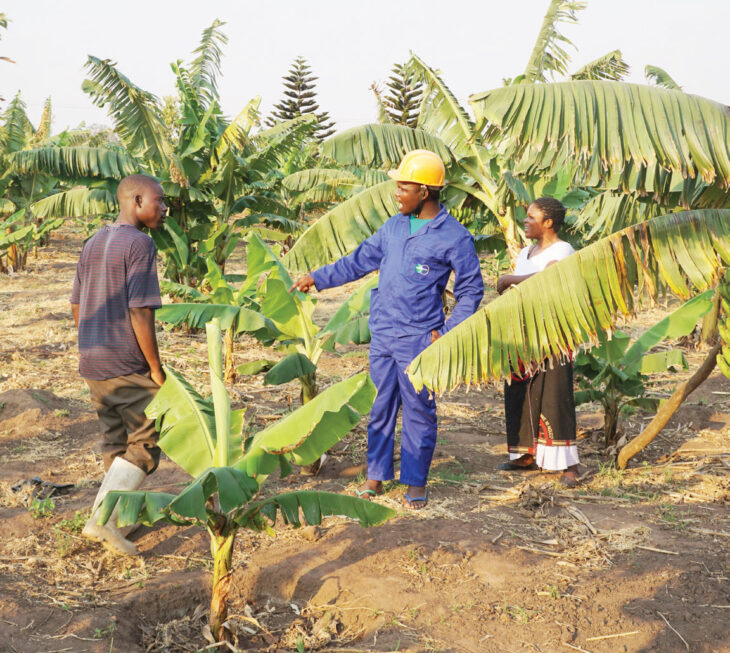 Firm finds K280 billion banana markets