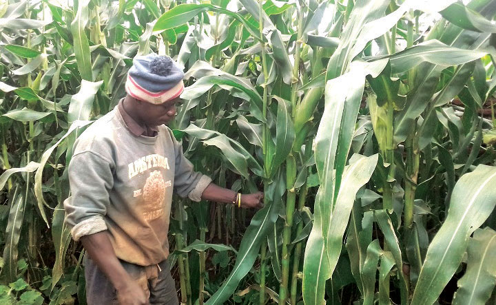 Admarc strict on Maize purchase