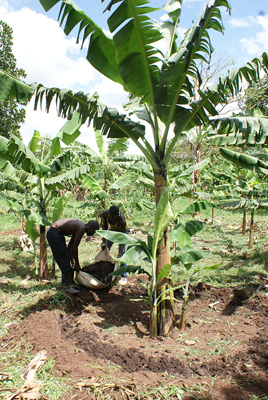 making water canal around banana tree