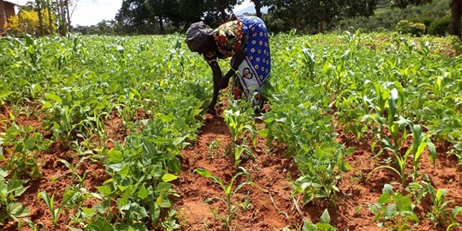 black african woman farmer