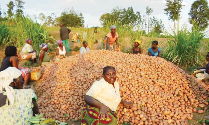 3 potato varieties released - The Times Group Malawi