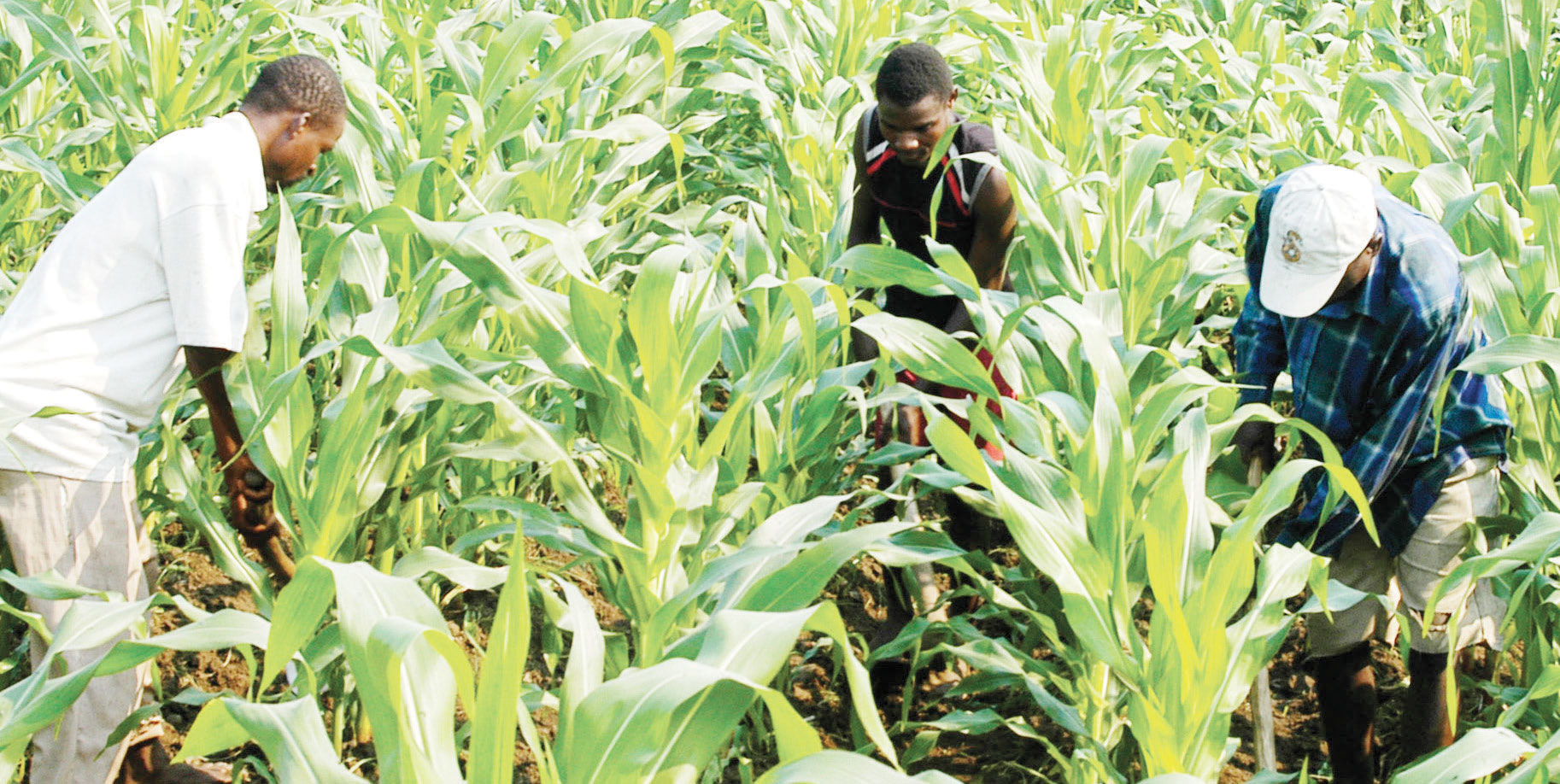 firm-raises-6-million-for-farmers-insurance-business-malawi