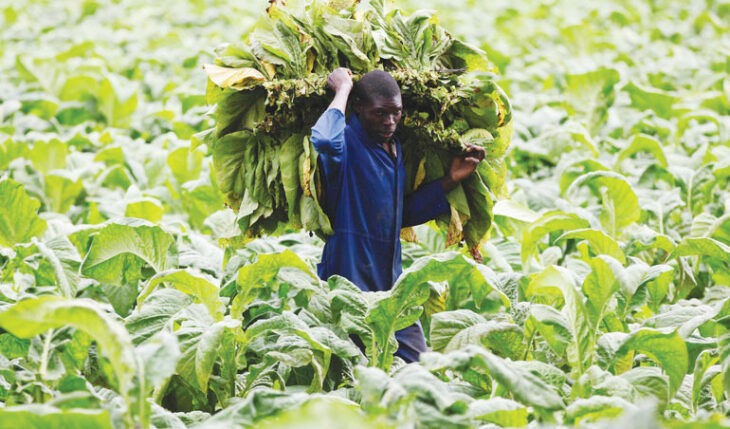 Industry volatility worries leaf producers, experts
