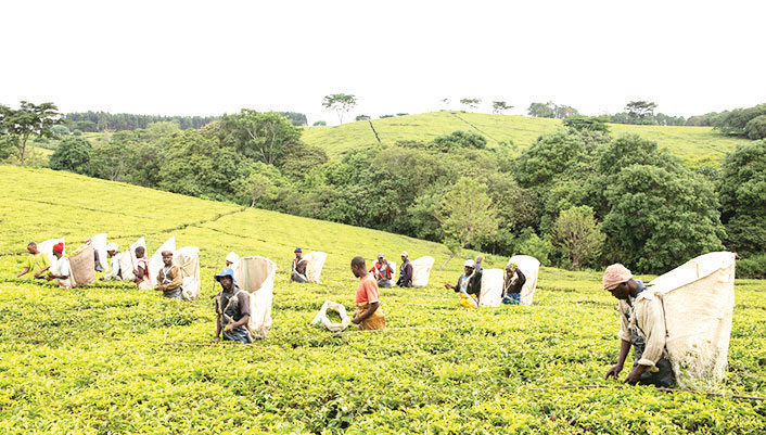 Tea rakes in K2.4 billion