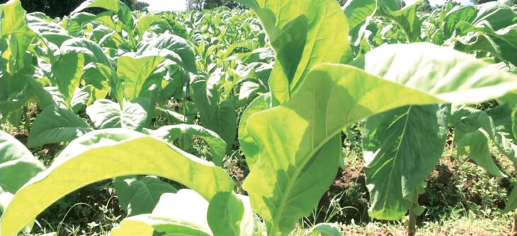 Tobacco farmers draw lessons from last season