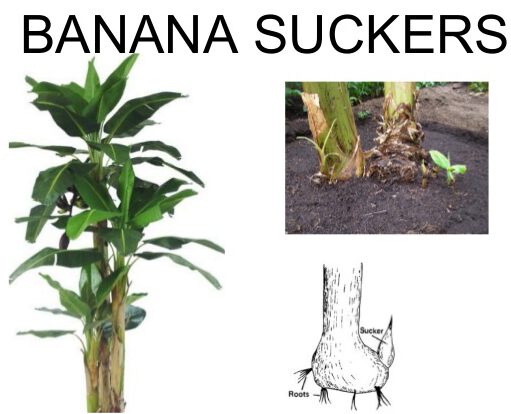 what are banana suckers-example photo