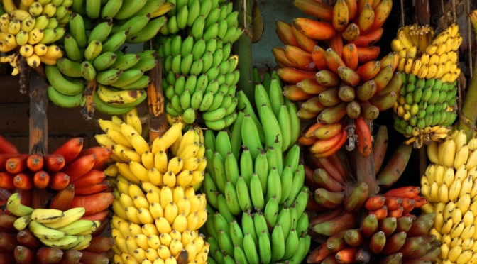 different varieties of bananas