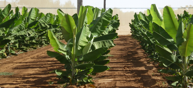 land selection for bananas