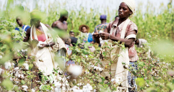 Cotton rakes in K3.6 billion