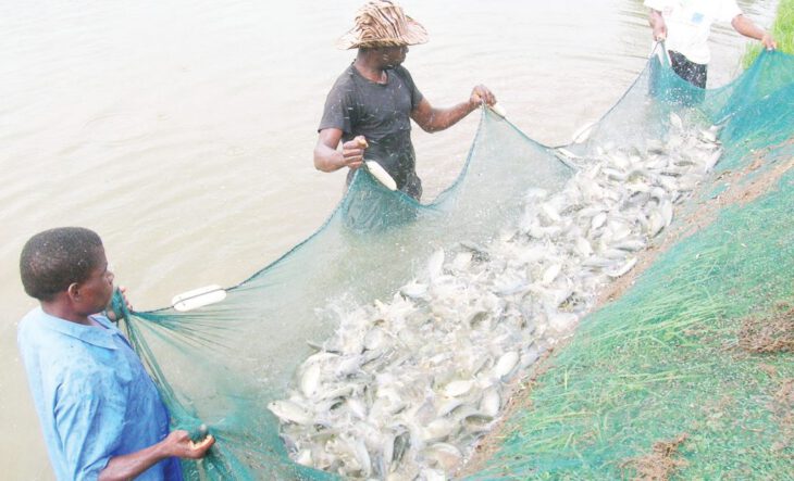 Ornamental fish exports fall in 2020