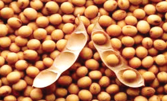 Soya to earn more forex than tobacco