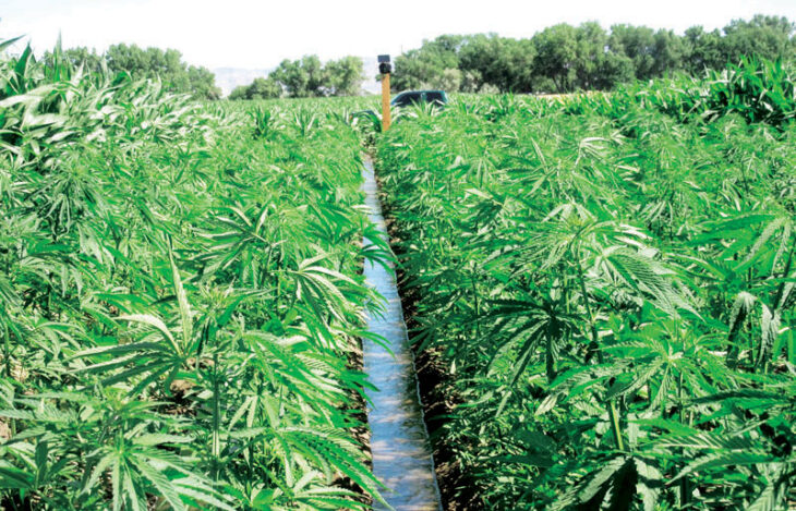 Cannabis fees debate rages - The Times Group Malawi