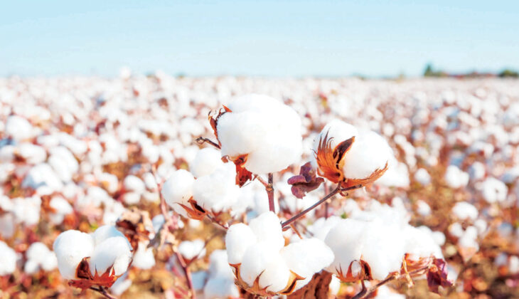 Cotton output below demand - The Times Group Malawi