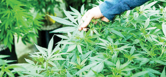 Multinational hails cannabis industry - The Times Group Malawi