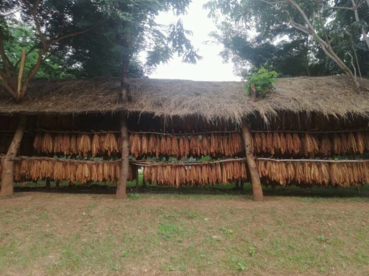 Mzuzu tobacco market opens - Malawi 24