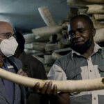 Zimbabwe wants to be allowed to sell ivory - Malawi 24