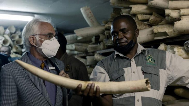 Zimbabwe wants to be allowed to sell ivory - Malawi 24