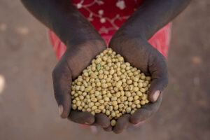 Black Hands Holding Soybeans