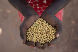 Black Hands Holding Soybeans Black Hands Holding Soybeans