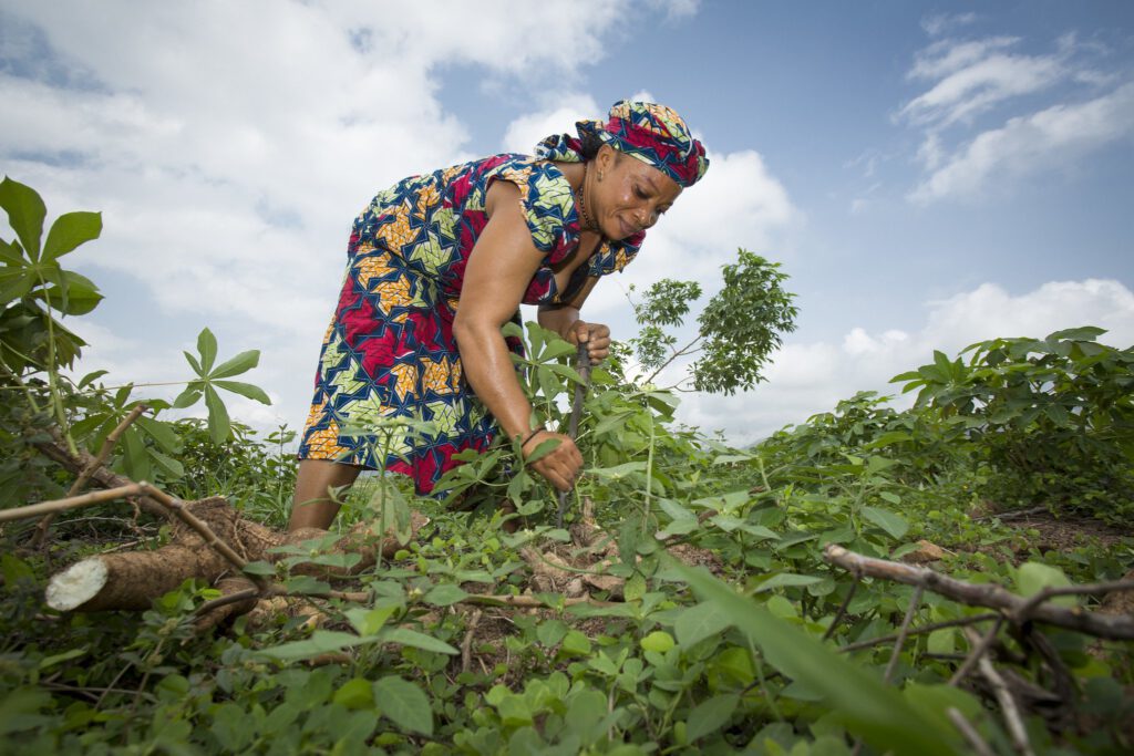 Farming Harvest Soybeans Woman