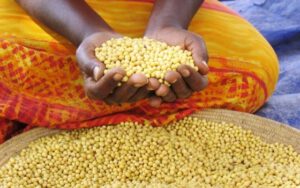 Woman Holding Soybeans Africa