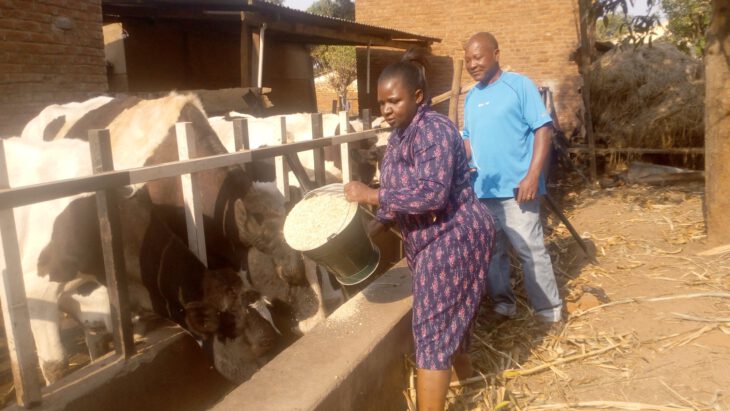 Electricity blackouts frustrate family’s dairy farming business - Malawi 24