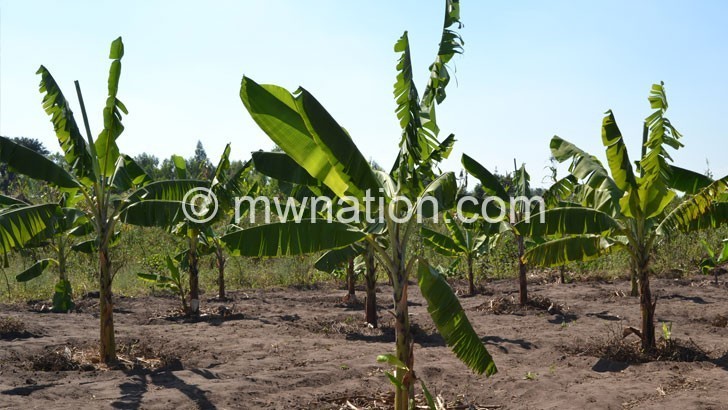 FUM calls for revival of banana production