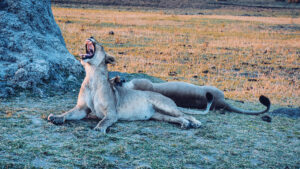 Liwonde Female Lions