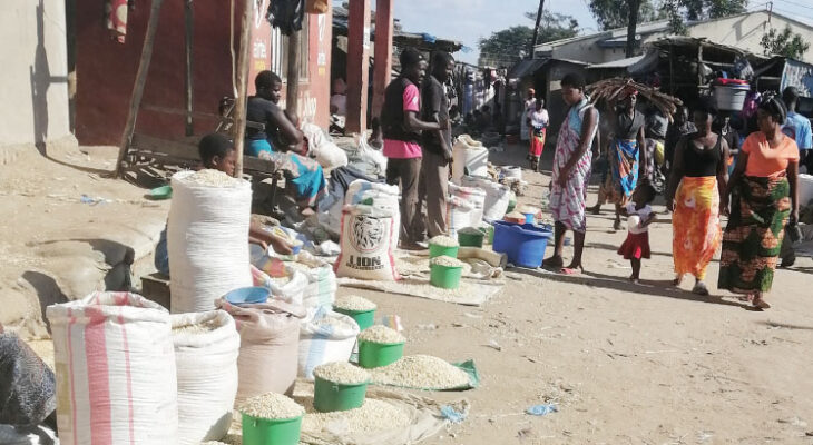 Maize prices up 24% | The Nation Online