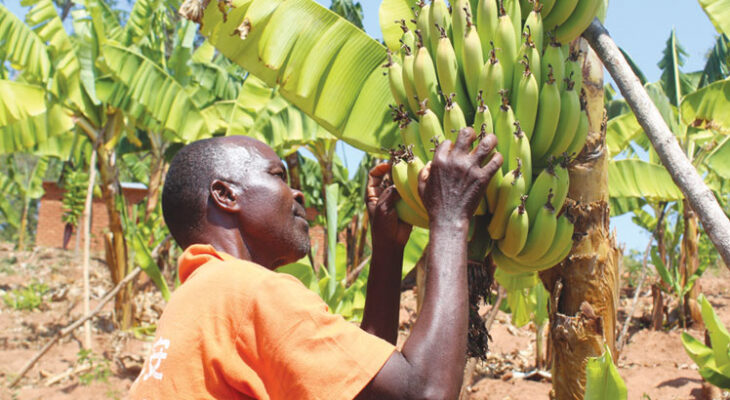 Ministry promotes banana production, to curb imports
