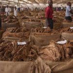 Farmers shun auction,prefer contract market