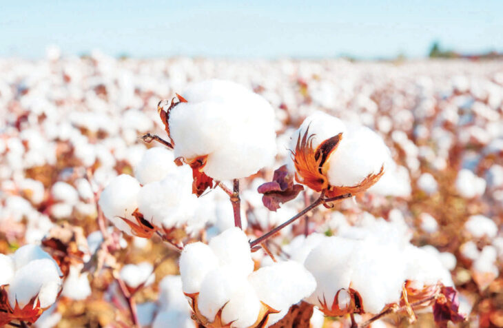 Cotton output, earnings tumble sharply in 2023 – The Times Group